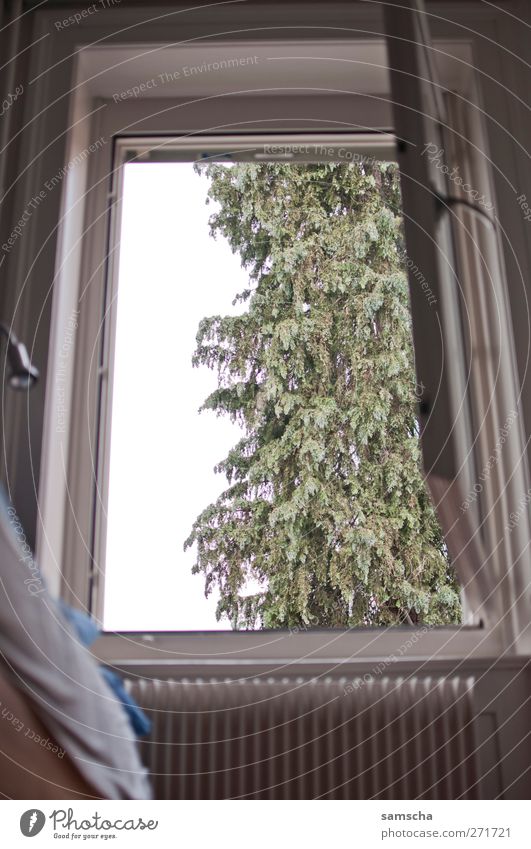 sieh mal da draussen... Wohnung Natur Pflanze Baum Gebäude Fenster Blick schlafen sitzen Angst Einsamkeit Erholung Idylle Tod träumen Umwelt Fensterrahmen