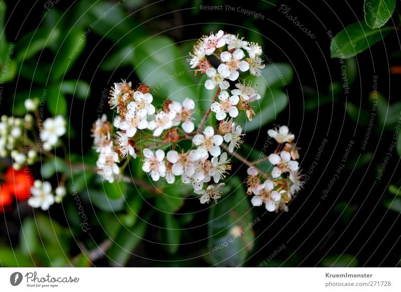 Lil Umwelt Natur Pflanze Blume Blüte Garten ästhetisch schön natürlich stark Wärme weich Farbfoto Nahaufnahme Detailaufnahme Makroaufnahme Menschenleer Tag