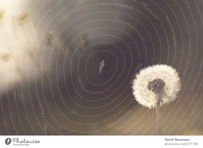 blow Umwelt Natur Pflanze Tier Sommer Klimawandel Schönes Wetter Blume Blüte Wildpflanze Wiese berühren Blühend Duft träumen verblüht dehydrieren Wachstum