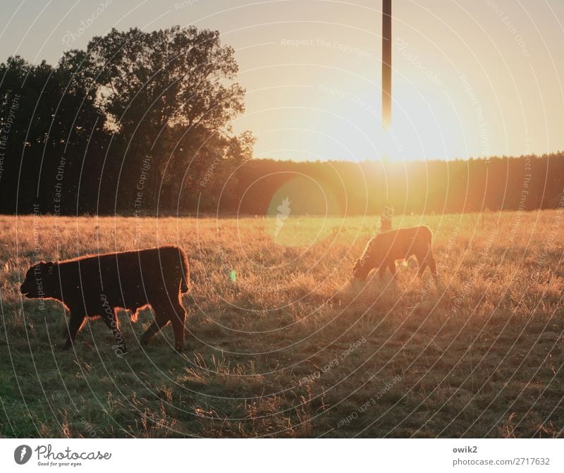 Mastkälber Umwelt Natur Landschaft Pflanze Tier Horizont Sonne Herbst Schönes Wetter Baum Gras Sträucher Kalb 2 Zusammensein hell Idylle Weide Strommast