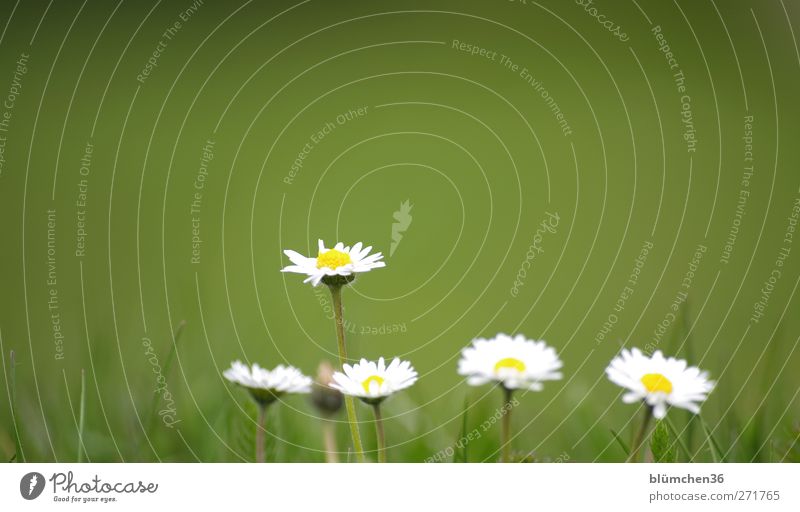 Einer tanzt doch immer aus der Reihe, oder? Natur Pflanze Frühling Sommer Schönes Wetter Blume Blüte Gänseblümchen Korbblütengewächs Heilpflanzen Blühend