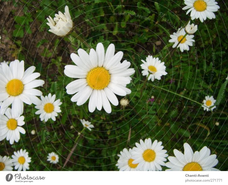 Gänseblümchen Olé Duft Ausflug Gartenarbeit Landwirtschaft Forstwirtschaft Natur Sommer Pflanze Blume Blüte Wiese Blumenwiese positiv gelb grün weiß friedlich