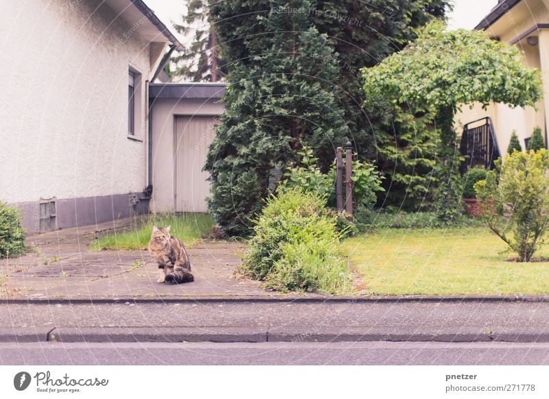 PssPss! Tier Haustier Katze Tierjunges Gefühle Freude Garage Straße Vorstadt Nachbar Garten sitzen beobachten alt Dorf Wiese unterwegs Wildtier Tigerfellmuster