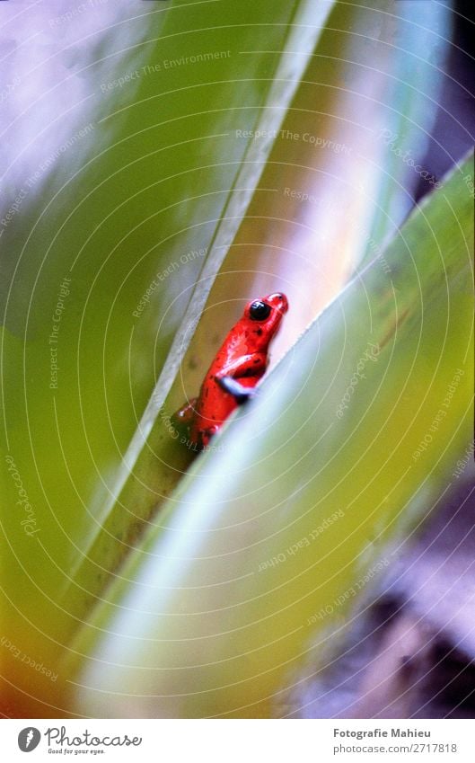 blue-jeans Frosch exotisch Auge Finger Natur Tier Regen Baum Blatt Wald Urwald Gipfel sitzen springen klein natürlich schleimig wild blau grün rot schwarz