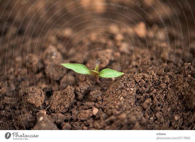 Neugeborene grüne Pflanze mit nur wenigen Blättern Gemüse Leben Sonne Garten Gartenarbeit Baby Umwelt Natur Erde Baum Blatt Wald Wachstum frisch klein neu