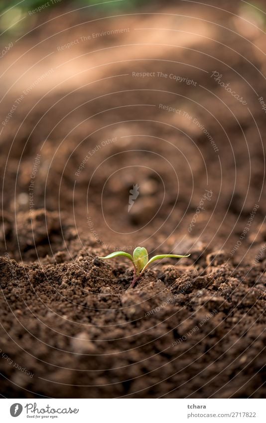 Neugeborene Pflanze mit nur wenigen Blättern Gemüse Leben Sonne Garten Gartenarbeit Baby Umwelt Natur Erde Baum Blatt Wald Wachstum frisch klein neu grün Beginn