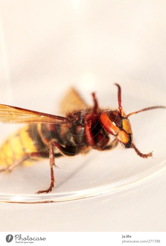 "Lass mich raus!" Tier Wildtier Hornissen Wespen Insekt 1 Platzangst Farbfoto Außenaufnahme Nahaufnahme Detailaufnahme Makroaufnahme Tag Schwache Tiefenschärfe