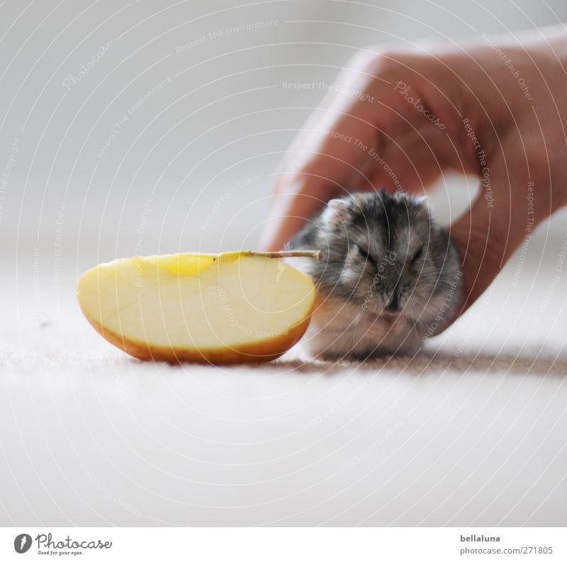 Karli | Achtung, Kamera &... Mensch Erwachsene Leben Hand 1 Tier Haustier Tiergesicht Fell Pfote Fressen füttern sitzen klein Hamster Zwerghamster Dschungare