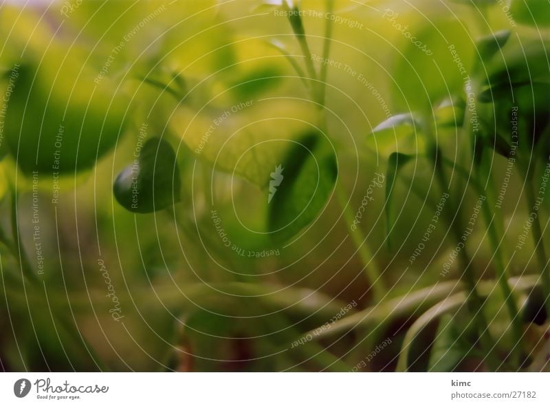 Junges Grün Pflanze grün Wachstum Natur Garten