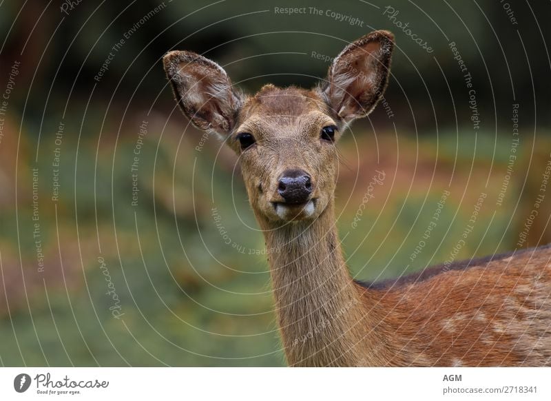 Damwild aufmerksam schauend Nahaufnahme Blickkontakt Lebensmittel Sommer Ohr Natur Tier Wildtier Wachsamkeit Decke Generation Geweihstangen Hochwild