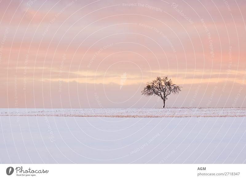 Allein auf weiter Flur Einzelsteher bei Sonnenaufgang wandern Winter Schnee Umwelt Natur Landschaft Himmel Wolken Sonnenuntergang Wetter Baum Feld Menschenleer