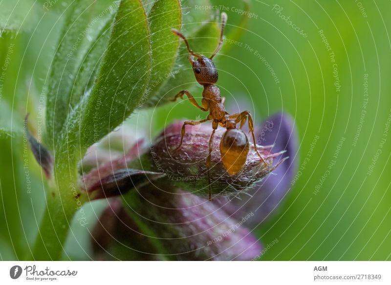 Ameise extrem Makrofotografie Garten Umwelt Blume Blüte Arbeit & Erwerbstätigkeit krabbeln Natur 6 Beine Abdomensegment Ameisenhügel Arbeiter Blattläuse