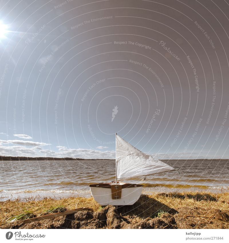 in see stechen Freizeit & Hobby Umwelt Natur Landschaft Tier Erde Luft Wasser Himmel Wolkenloser Himmel Horizont Sonne Sonnenlicht Frühling Sommer Klima