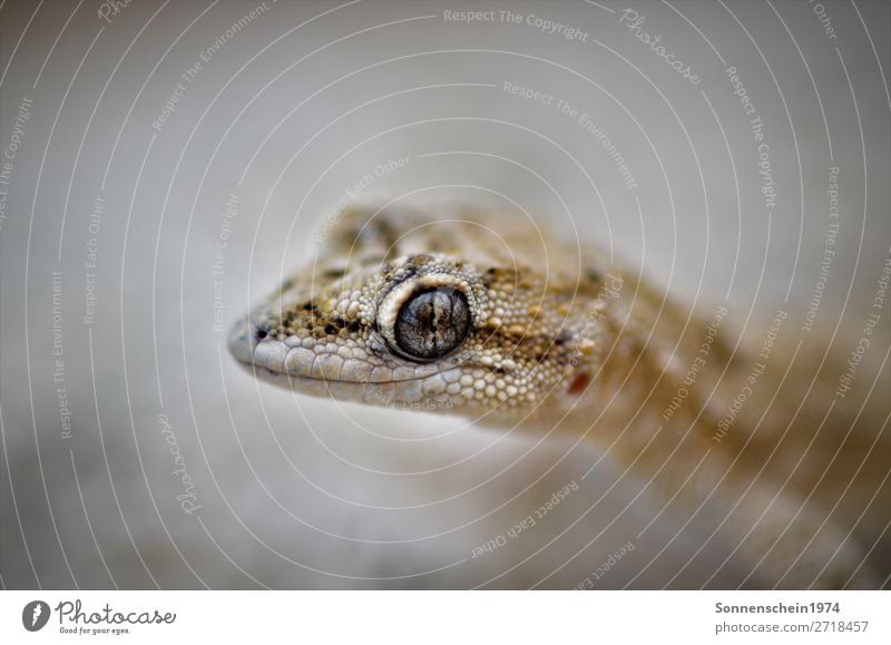 Gecko Tier Wildtier Tiergesicht Reptil 1 ästhetisch außergewöhnlich exotisch Leben ruhig Gedeckte Farben Außenaufnahme Nahaufnahme Makroaufnahme Menschenleer