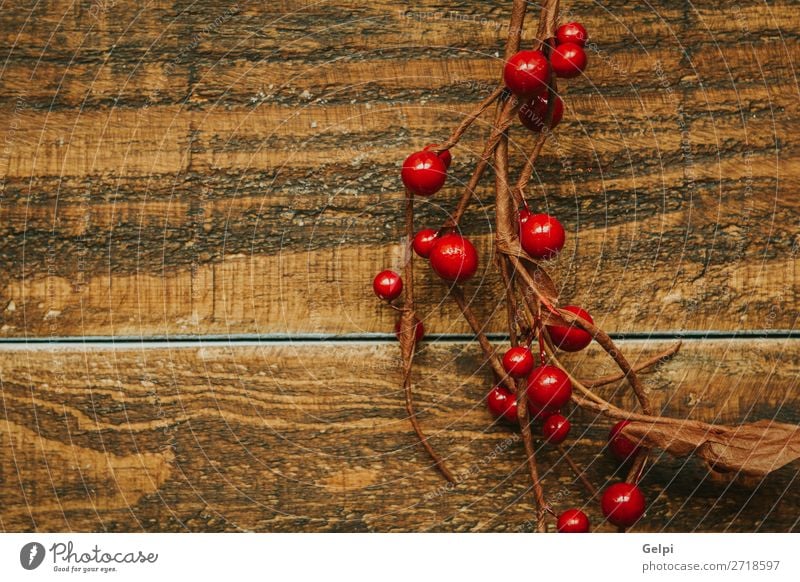 Weihnachtszweig mit roten Beeren Frucht Winter Dekoration & Verzierung Feste & Feiern Weihnachten & Advent Natur Pflanze Baum Blatt Holz neu viele grün weiß