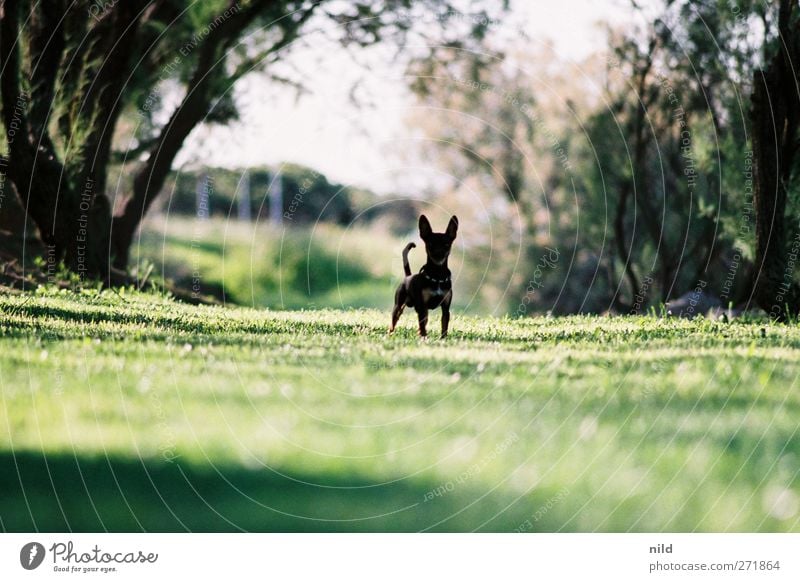 Bis hierher und nicht weiter! Natur Landschaft Pflanze Tier Sommer Baum Gras Park Wiese Haustier Hund 1 stehen bedrohlich klein niedlich rebellisch grün