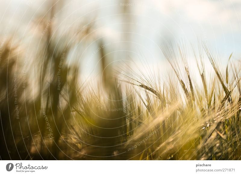 Körnung Natur Himmel Nutzpflanze Feld gelb gold Ernte Getreide Farbfoto Außenaufnahme Nahaufnahme Detailaufnahme Tag Unschärfe Schwache Tiefenschärfe