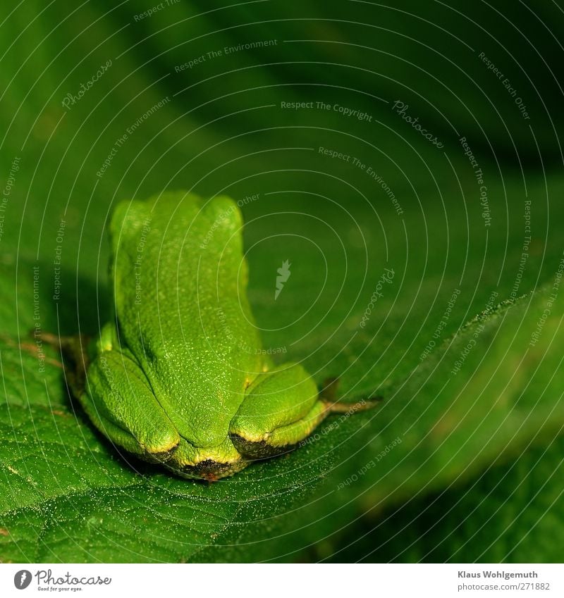 "Ach leck mich doch." Provkatorisch dreht der Laubfrosch dem Fotografen den Rücken zu, lange bleibt er nicht sitzen. Umwelt Natur Tier Frühling Sommer Frosch 1