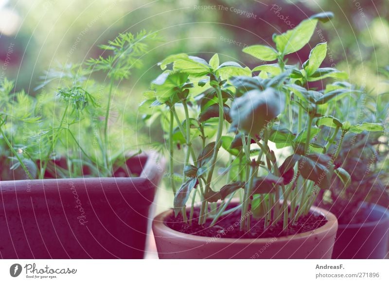 Kräutergarten Lebensmittel Kräuter & Gewürze Ernährung Bioprodukte Koch Umwelt Natur Pflanze Grünpflanze Nutzpflanze grün Kräuterwiese Basilikum Küchenkräuter