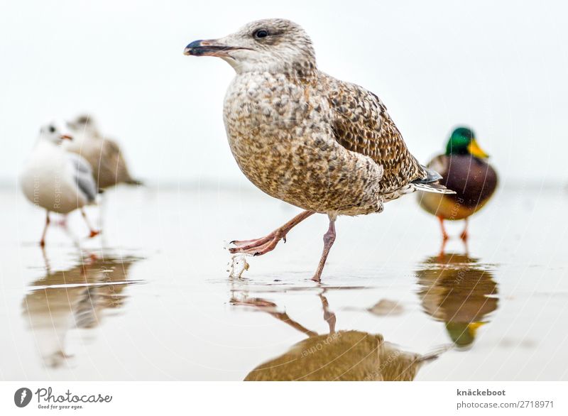 möwe im wasser Tier Wasser Wassertropfen Meer Wildtier Vogel Krallen Möwe 4 Tiergruppe Zufriedenheit Farbfoto Außenaufnahme Tag Schwache Tiefenschärfe