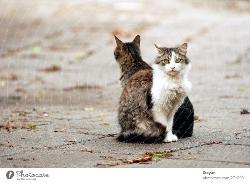 Straßenkatzen Tier Haustier Wildtier Katze 2 Tierpaar Tierfamilie sitzen Coolness dunkel authentisch frei Freundlichkeit Fröhlichkeit Gesundheit Zusammensein