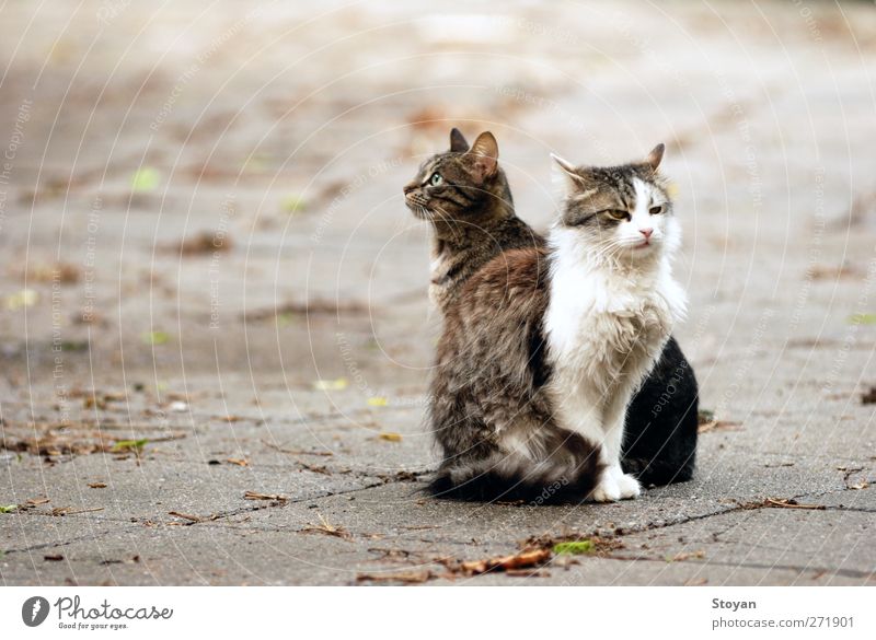 Straßenkatzen II Tier Haustier Wildtier Katze 2 Tierpaar Tierfamilie Vertrauen Sicherheit Schutz Liebe Güte Hoffnung Überraschung träumen Stolz Freiheit