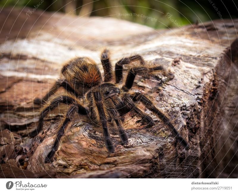 Spinne Umwelt Natur Landschaft Tier Nutztier Wildtier Jagd bedrohlich Ekel gruselig schön Tierliebe Angst Entsetzen Vogelspinne Arachnophobie Tierschutz elegant