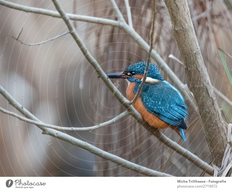 Eisvogel im Strauch Natur Tier Sonnenlicht Schönes Wetter Sträucher Flussufer Wildtier Vogel Tiergesicht Flügel Krallen Eisvögel Schnabel Auge Feder 1