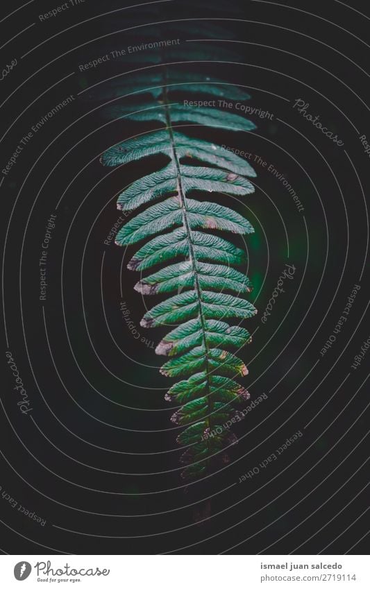 grüner Farn Pflanzenblatt in der Natur Wurmfarn Farbe farbenfroh Blatt abstrakt Konsistenz Garten geblümt Dekoration & Verzierung Ornament Außenaufnahme