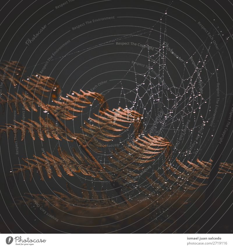 Spinnennetz auf den Braunfarnpflanzenblättern in der Natur Wurmfarn braun Pflanze Farbe farbenfroh Blatt abstrakt Konsistenz Garten geblümt