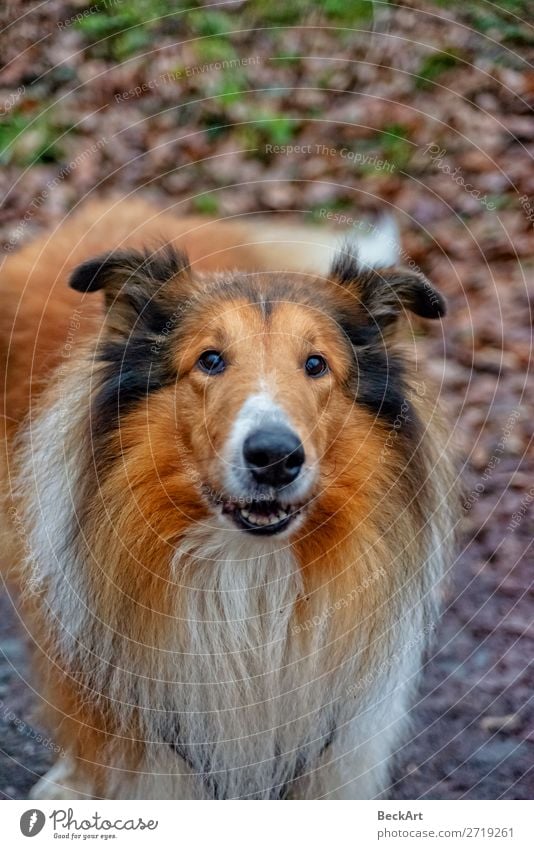 American Longhair Collie Natur Tier Haustier Hund Tiergesicht 1 alt elegant Freundlichkeit groß kuschlig dünn blau rot schwarz weiß Kraft Willensstärke achtsam