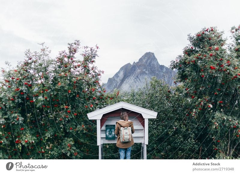 Frau, die Briefe schickt Briefkasten Gipfel Vogelbeerbaum Baum Natur Aussicht Rucksack Tourist Ferien & Urlaub & Reisen Mensch Berge u. Gebirge Landschaft