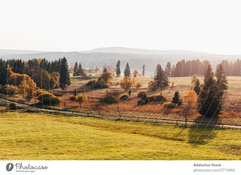 Grasland im hellen Morgenlicht Landschaft Gelände ruhig Freiheit Aussicht natürlich Feld Umwelt Fahrbahn Tal Baum Dunst Abenteuer Farbe Szene Wald Länder