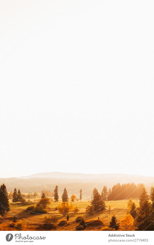 Goldenes Feld im Sonnenlicht Landschaft gold Dunst Natur Morgen Farbe Gelände Länder Umwelt Tal Baum Aussicht Abenteuer Szene mehrfarbig Freiheit Wildnis