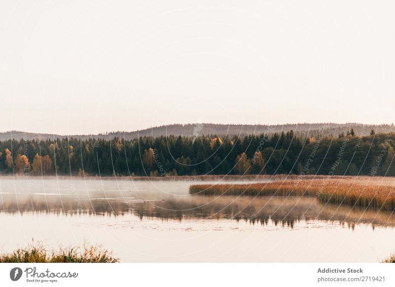 Morgendliche Nebelschwaden über dem See Landschaft Herbst Dunst Stille ruhig Tourismus wunderbar Natur Beautyfotografie Sonnenlicht Außenaufnahme Seeufer