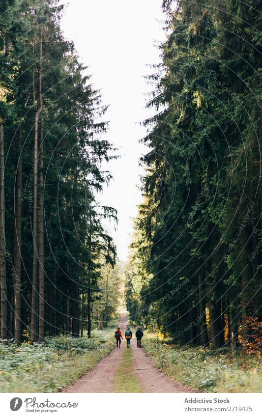 Reisende in Nadelwäldern Wald nadelhaltig Natur Freiheit Wunderland Ferien & Urlaub & Reisen Immergrün Landschaft Rucksacktouristen Aussicht friedlich Fundstück