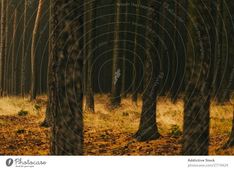 Mysteriöse Bäume im Wald geheimnisvoll Gold Herbst nadelhaltig verzaubert Landschaft Hintergrundbild Natur hell mehrfarbig Zauberei u. Magie Umwelt natürlich