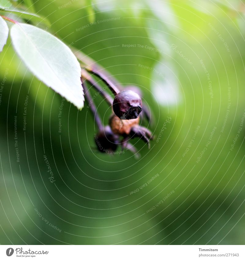 Anfang und Ende Umwelt Natur Pflanze Frühling Blatt Hagebutten Garten Stadtrand verblüht Wachstum authentisch grün Zufriedenheit Farbfoto Gedeckte Farben