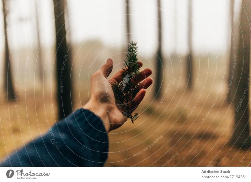 Getreideperson mit Kiefernzweig Wald herbstlich Jahreszeiten Zapfen Herbst natürlich Beautyfotografie Gelassenheit Natur braun ruhig Saison Konsistenz Wildnis