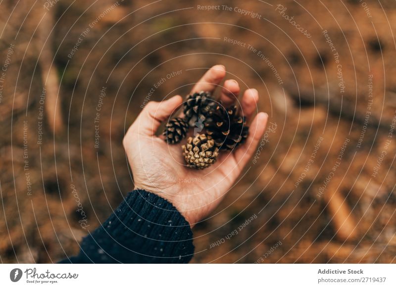 Getreideperson mit Kegeln Kiefer kegelförmig Wald herbstlich Jahreszeiten Zapfen Herbst natürlich Beautyfotografie Gelassenheit Natur braun ruhig Saison