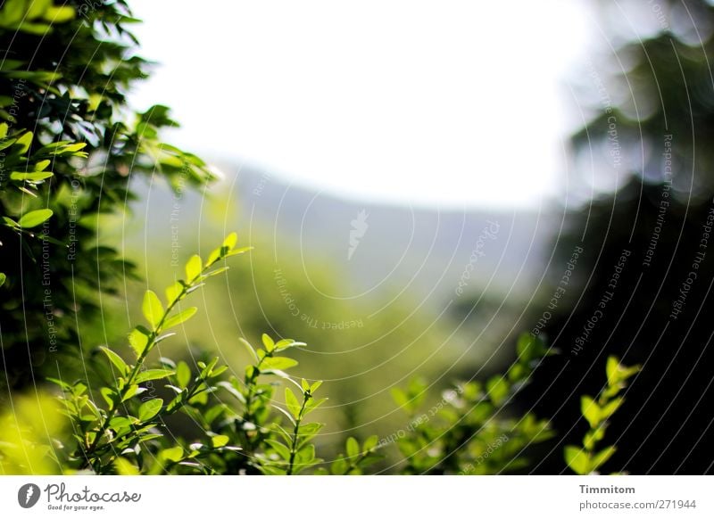 Loslassen Umwelt Natur Pflanze Himmel Frühling Sträucher Blatt Buchsbaum Stadtrand Blick Wachstum ästhetisch Freundlichkeit grau grün Gefühle Zufriedenheit