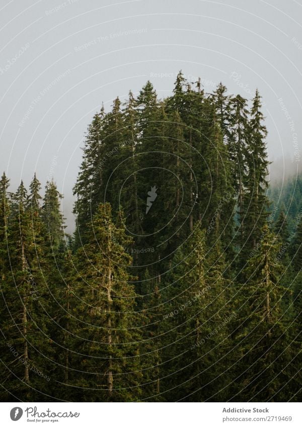 Schöne immergrüne Bäume in den Dolomiten, Italien nadelhaltig Himmel Nebel Landschaft Fichte Wald geheimnisvoll Umwelt natürlich Aussicht schön Natur Tal Kiefer