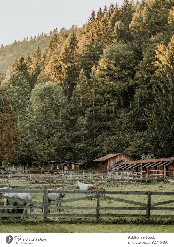 Pferde auf dem Hof hinter dem Haus Berge u. Gebirge Sattelkammer Wiese Bauernhof Tier Landschaft Natur Herde Kraft Feld Holz grün natürlich Umwelt Dorf Tal