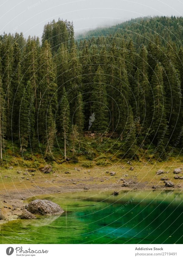 Schöne immergrüne Bäume in den Dolomiten, Italien nadelhaltig Himmel Nebel Landschaft Fichte Wald geheimnisvoll Umwelt natürlich Aussicht schön Natur Tal Kiefer