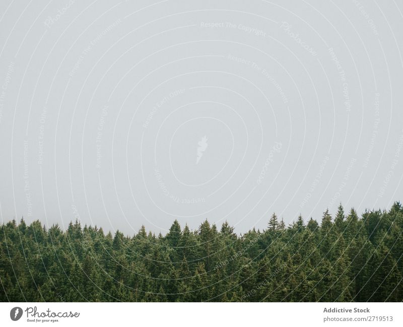 Nadelbäume und Himmel in den Dolomiten, Italien nadelhaltig Nebel Landschaft grün Fichte Wald geheimnisvoll Umwelt natürlich Aussicht schön Natur Tal Kiefer