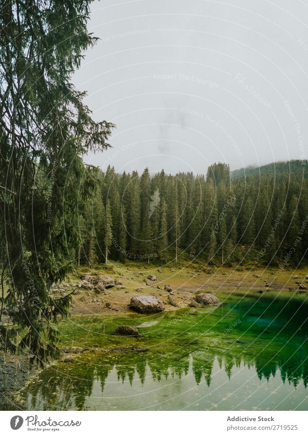 Landschaft mit immergrünen Bäumen in den Dolomiten, Italien nadelhaltig Teich Berge u. Gebirge Reflexion & Spiegelung Immergrün ruhig Kiefer Wasser Stausee See