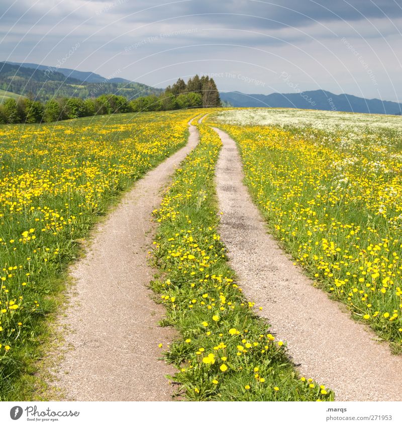 Ausweg Umwelt Natur Landschaft Sommer Unwetter Blume Löwenzahnfeld Wiese Verkehr Verkehrswege Straße Wege & Pfade Zeichen Blühend schön gelb Gefühle Optimismus