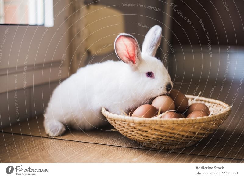 Kleine Hasen- und Hühnereier Hase & Kaninchen niedlich Ei Hähnchen Tier Pelzmantel Ostern Säugetier flockig reizvoll Haustier klein Jugendliche wild Ohr weiß