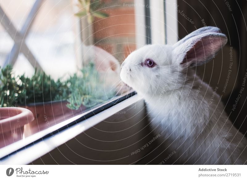 Weißer kleiner Hase mit Blick auf das Fenster Hase & Kaninchen niedlich anlehnen reizvoll Tier Pelzmantel Ostern Säugetier flockig Haustier Jugendliche wild Ohr