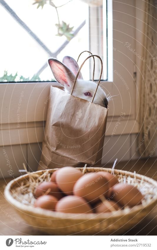 Süßes weißes Kaninchen in Papiertüte Hase & Kaninchen niedlich sitzen Tüte Ei Hähnchen Tier Pelzmantel Ostern Säugetier flockig reizvoll Haustier klein